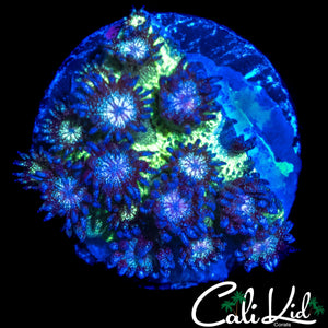 PURPLE GLITTER GONI