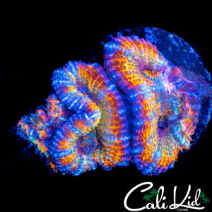 INSANE RAINBOW ACAN QUAD