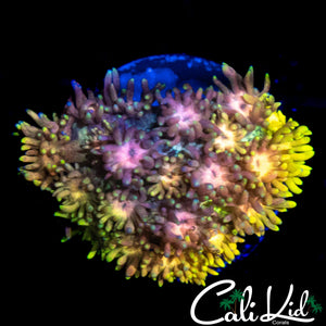MALAYSIAN RAINBOW GONI