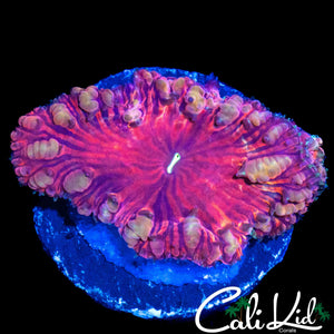 GOLDEN BUBBLE BLASTO