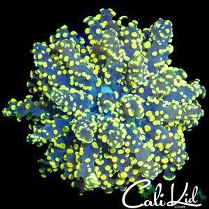 YELLOW BRANCHING OCTOSPAWN