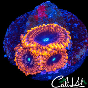 SPIDER MAN ZOA QUAD