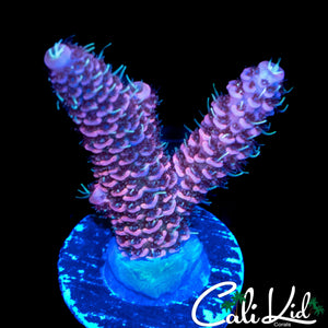 BLURPLE MILLI