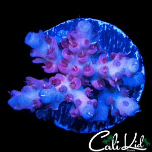 PURPLE POLYP ACRO