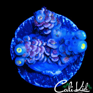 ULTIMATE RAINBOW TENIUS