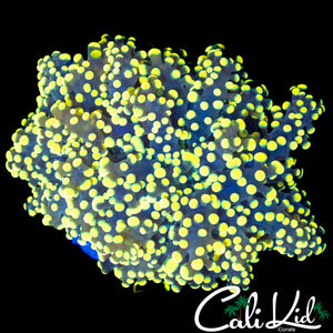 YELLOW BRANCHING OCTOSPAWN