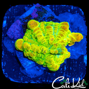 CK OG RHODACTIS BOUNCE