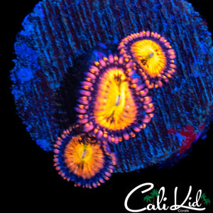 SAKURA SUNSET TYPE ZOA TRIPLE