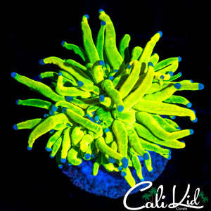 XTREME HOLY GRAIL VARIANT TORCH