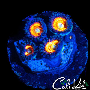 ULTRA ZOA QUAD