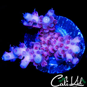 PURPLE POLYP ACRO