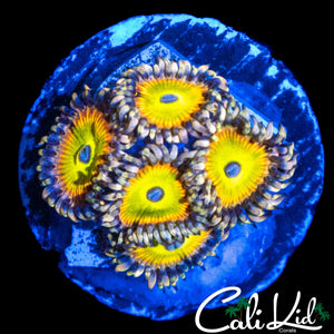 CK SATURNS RING MINI COLONY