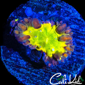BEAUTIFUL BUBBLE BLASTO W/ BABY
