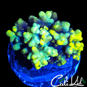 CK BUBBLE MUSHROOM