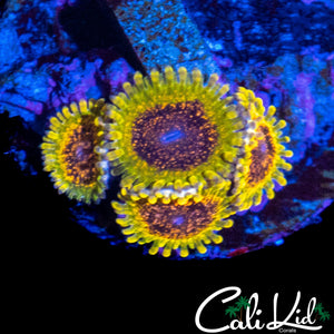 NORTHERN LIGHTS ZOA QUAD