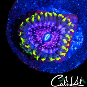 CK BLIMPIE ZOA