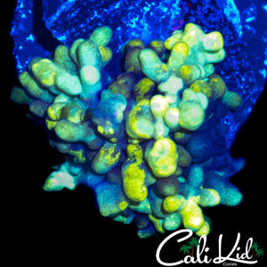 SPLATTER BUBBLE MUSHROOM