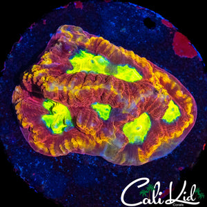 CK FLAMETHROWER FAVIA