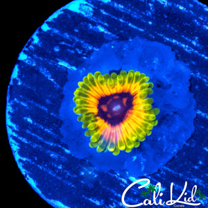 HALLUCINATION ZOA