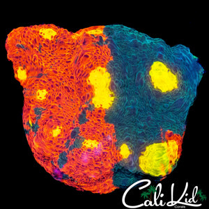 SC DYNAMITE CHALICE CHUNK