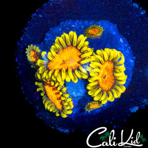 CK BLAZIN CAJUN MINI COLONY