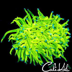 XL XTREME HOLY GRAIL TORCH