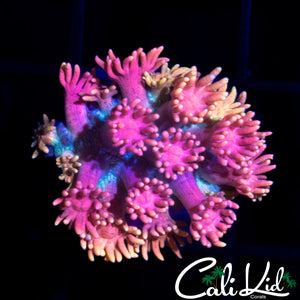 Strawberries & Cream Goni