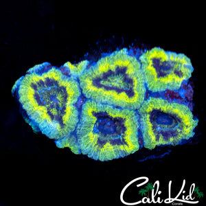Rasta Type Acan Mini Colony