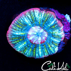 Rare Acan Maxima