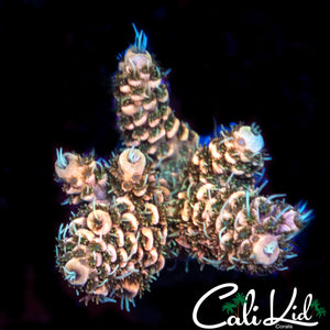 Honeycomb Milli