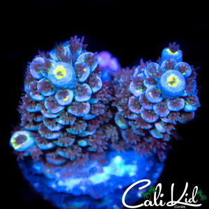 Red Polyp Rainbow Tenius