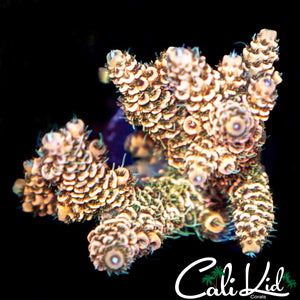 Honeycomb Milli Chunk