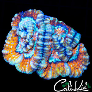 Rainbow Wilsoni
