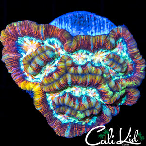 Rainbow Wilsoni