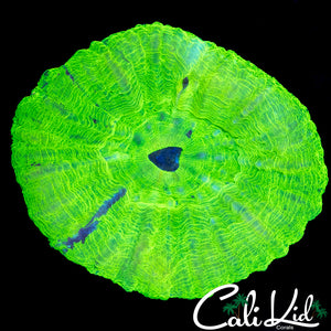 Purple Stripe Lime Scoly