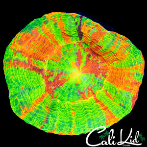 Purple Stripe Reverse Bleeding Apple Scoly