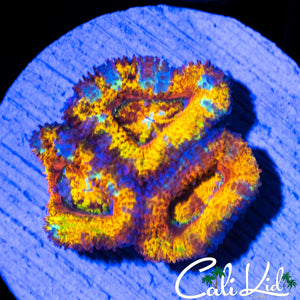 Ultra Rainbow Acan Triple