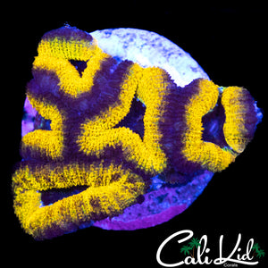 Rare Yellow Acan Mini Colony