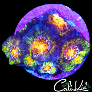 Rainbow Swirl Acan Chunk