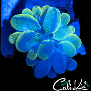 Aquacultured Ghost Bubble