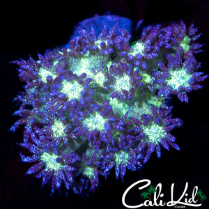 Glitter Bomb Goni