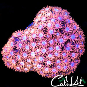 Peaches and Cream Goni Colony