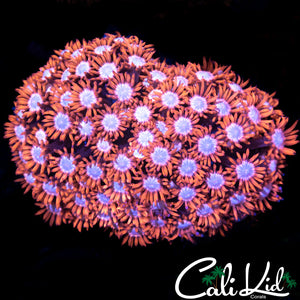 Hot Topic Goni Colony