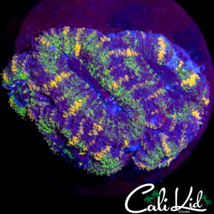 Rainbow Stripe Acan Mini Colony
