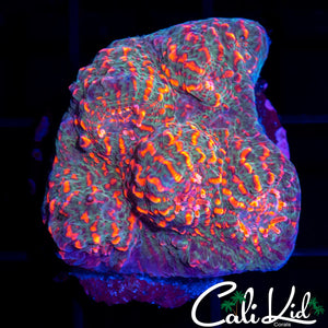 Spicy Convict Chalice Chunk