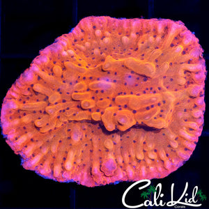 RR Nauti Spiral Chunk