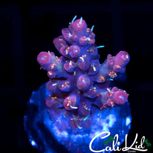 Red Velvert Acro
