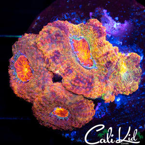 Insane Acan Quad Morph