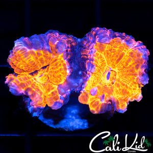 Ultra Acan Lord Double