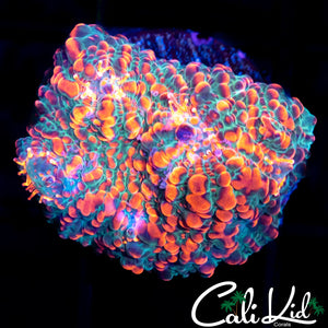 Ultra Chalice Frag